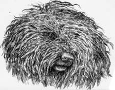 Puli Rescue by the Puli Club of America Rescue Trust