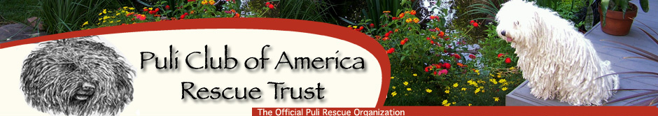 Puli Rescue Trust is the official rescue organization of Puli Club of America
